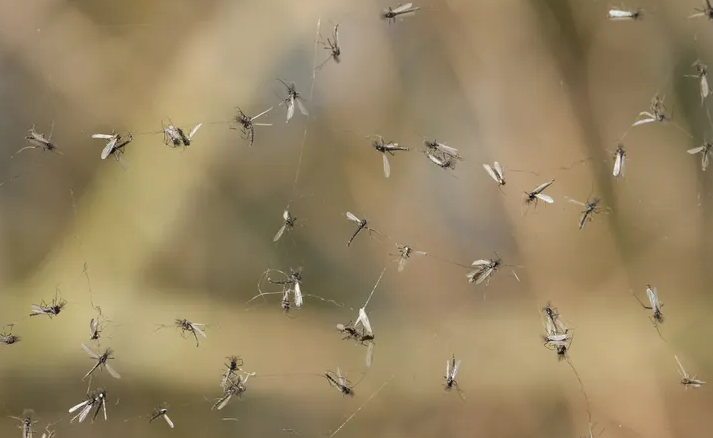 如何殺死蚊子？