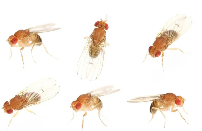 為什么我的家夏天會被蚊蟲侵擾？