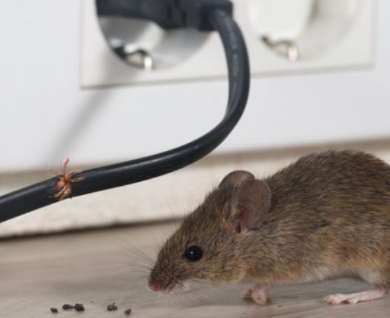 你如何在工作中除掉老鼠？