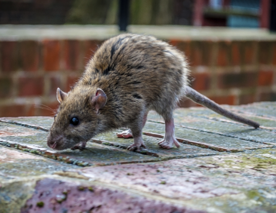 冬季應對嚙齒動物