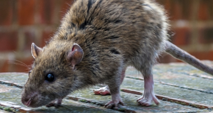 為什么嚙齒動物侵擾會對您的業(yè)務造成損害？