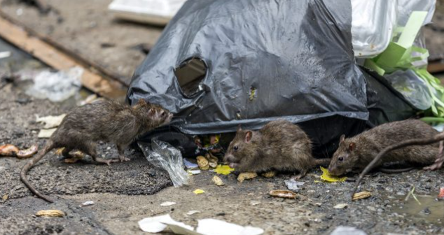 企業(yè)如何預(yù)防老鼠滋生？