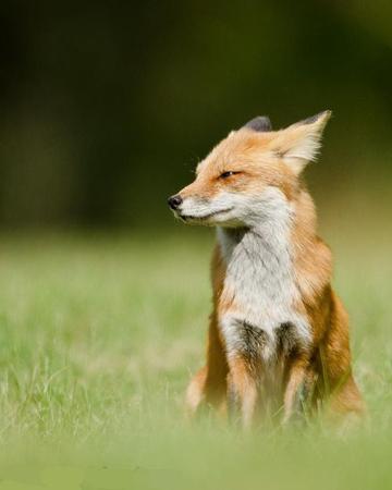 如果你的花園里有狐貍該怎么辦？