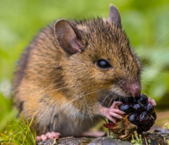 秋季害蟲——需要注意的事項(xiàng)......