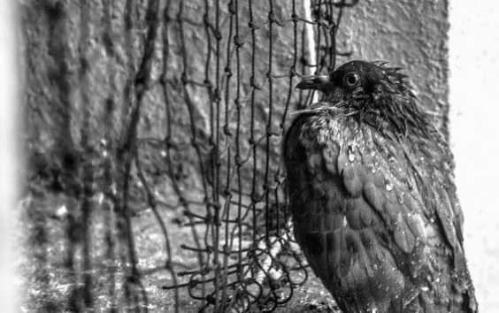 關(guān)于鳥網(wǎng)和刺的一切你需要知道的事