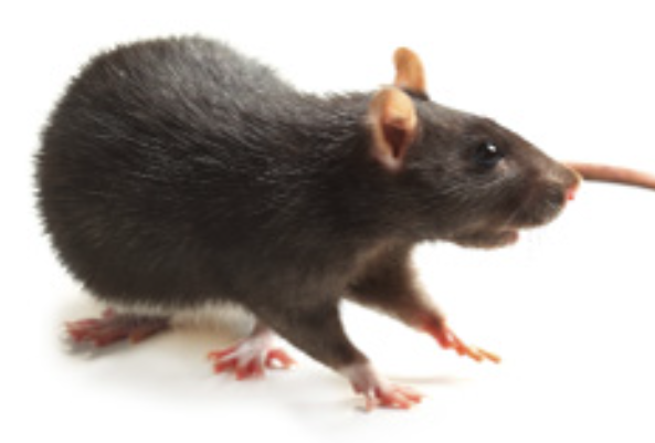 冬季害蟲前五名