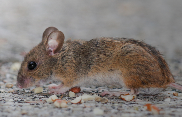 嚙齒動(dòng)物與害蟲防治入門：如何在問(wèn)題開始前預(yù)防？