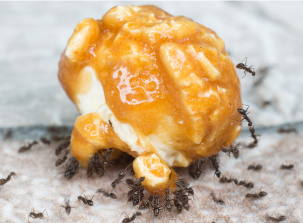 火蟻叮咬：是什么吸引它們以及如何徹底驅(qū)趕它們？