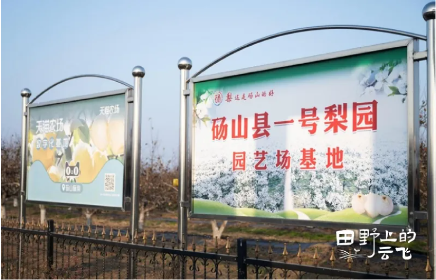 阿里云碭山梨園：當(dāng)2500年老樹遇見“數(shù)字哨兵”