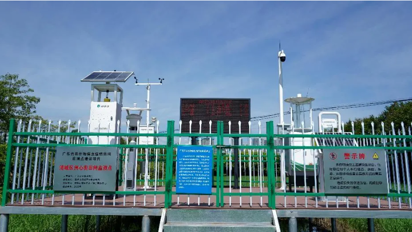 智慧“哨兵”上線！云飛科技助力清城水稻筑牢蟲害防護(hù)網(wǎng)