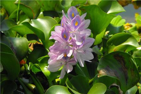 花草病蟲(chóng)害防治秘籍