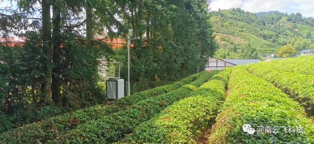 云飛科技助武夷山茶園安裝智能蟲情測報燈科學(xué)預(yù)防蟲害！