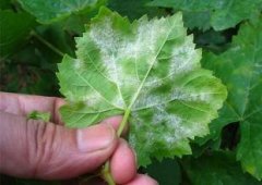 噴霧塔:冬種蔬菜病蟲(chóng)害較去年偏重發(fā)生