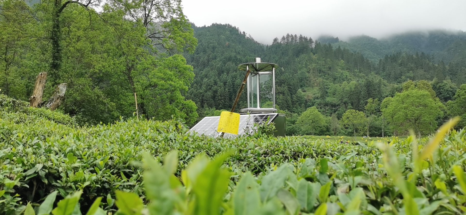 蟲(chóng)情信息采集系統(tǒng)